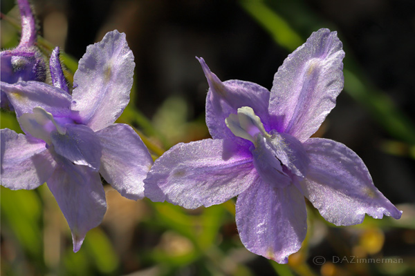 Ranunculaceae