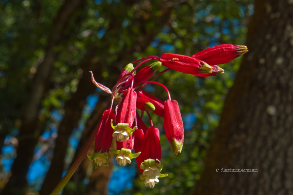 dichelostemmaida