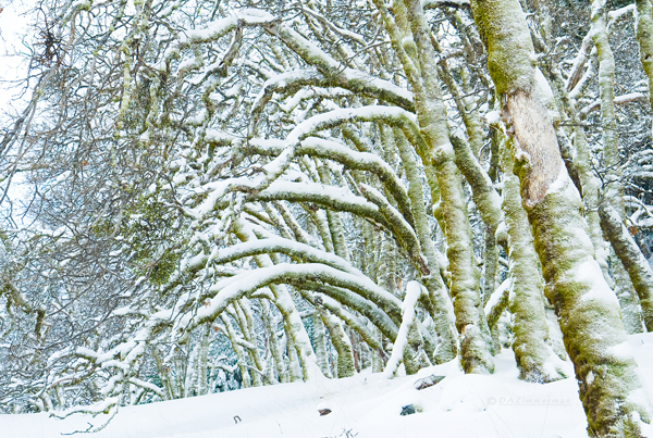 Heavy_snow_oaks