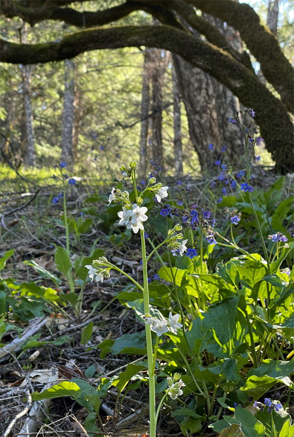 Delphinium_decorum