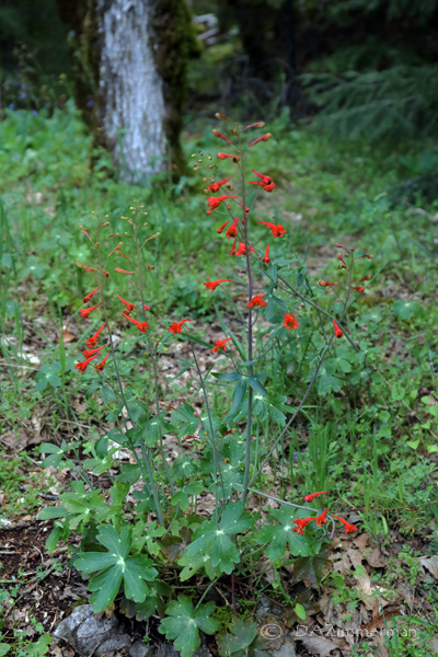 Delphinium_nudicaule