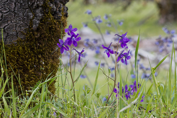 Delphinium_decorum