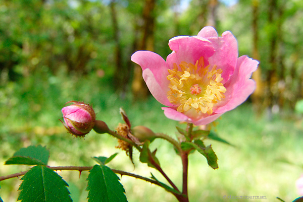 Wood_Rose
