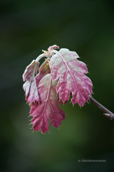 Spring leaf black oak