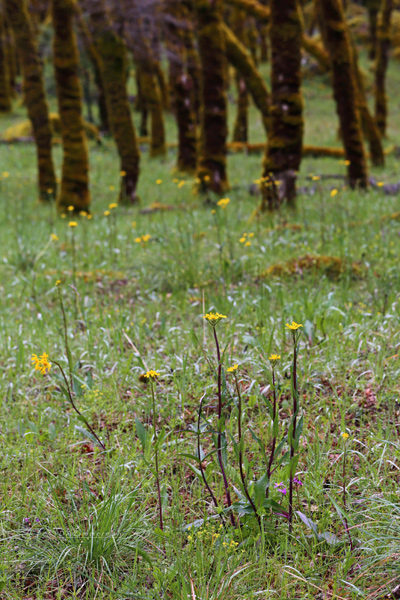 Tower_Butterweed