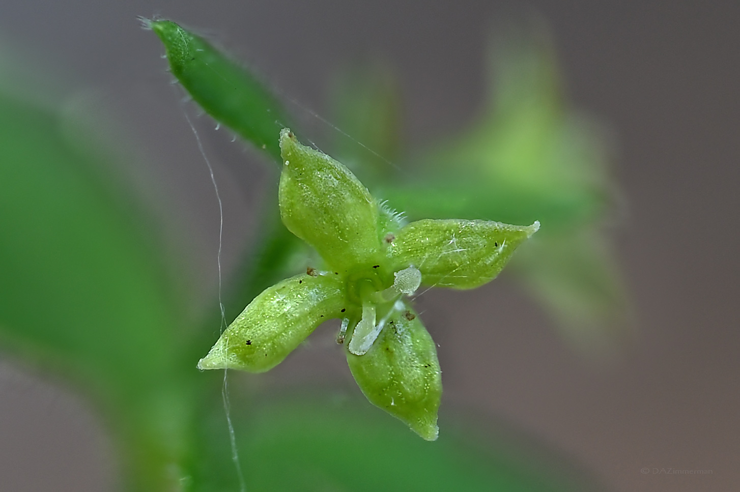 Rubiaceae