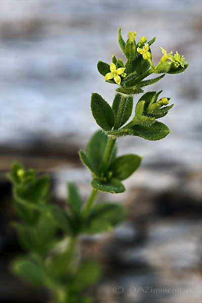 Rubiaceae