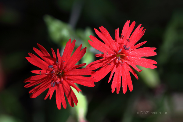 Caryophyllaceae