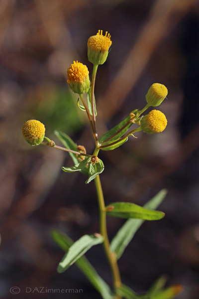 Asteraceae