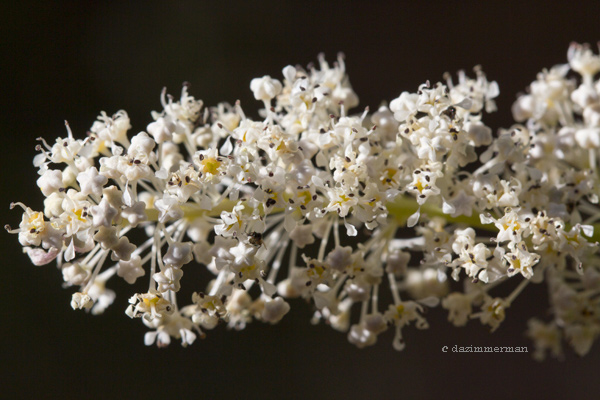 Rhamnaceae