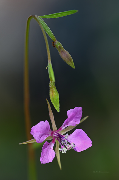 Onagraceae