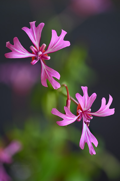 Ericaceae