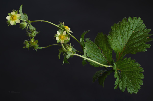 Fabaceae