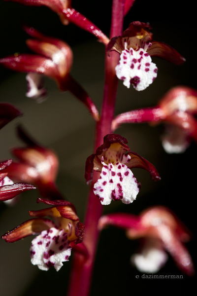 Orchidaceae