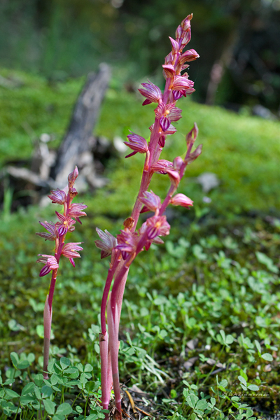 Orchidaceae