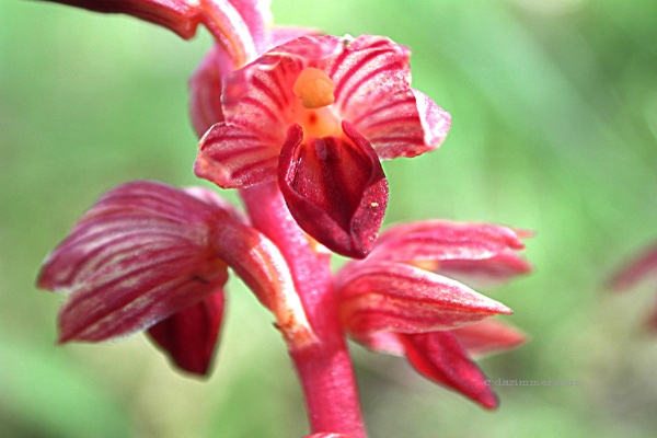 Orchidaceae