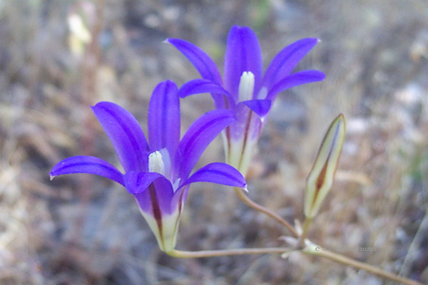 Liliaceae
