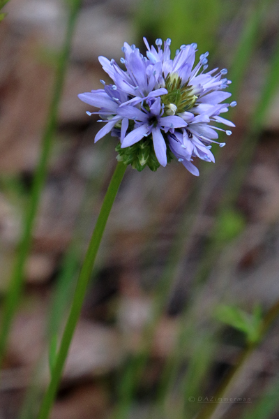 Polygonaceae