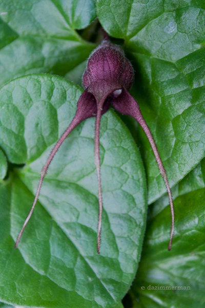 Aristolochiaceae