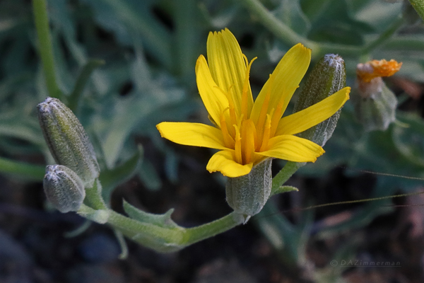 Occidentalis