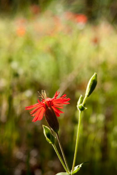 Asteraceae