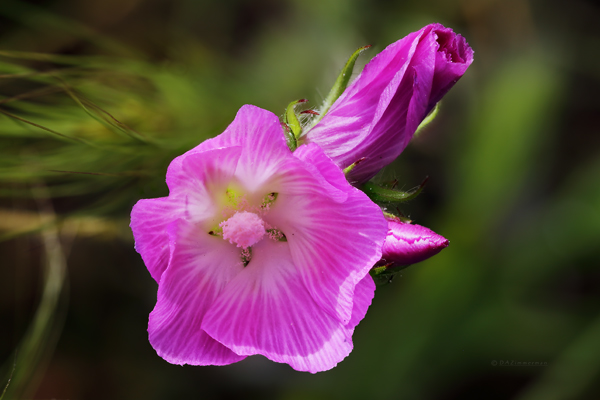 Malvaceae