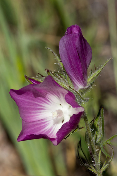 Malvaceae