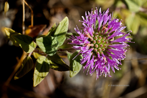 Lamiaceae