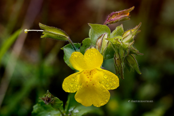Scrophulariaceae