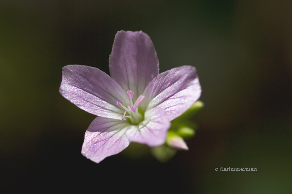 Portulacaceae