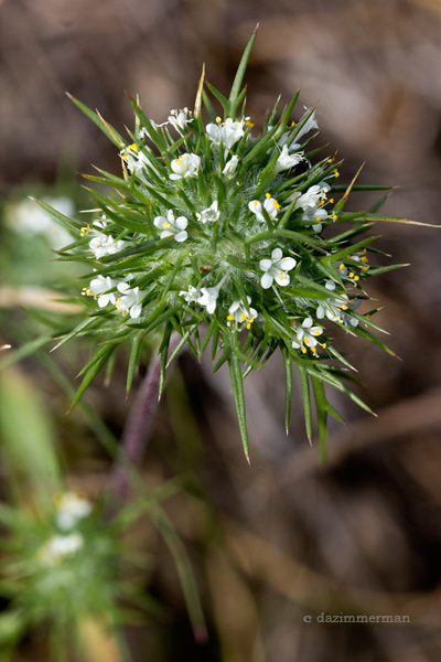 Polemoniaceae