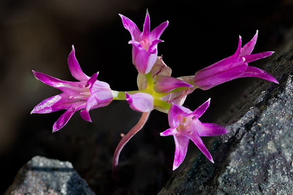 Liliaceae