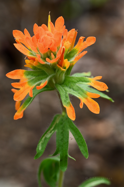 Orobanchaceae