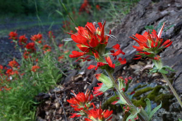 Orobanchaceae