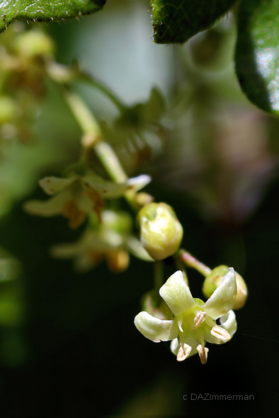 Anacardiaceae