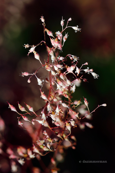Saxifraga