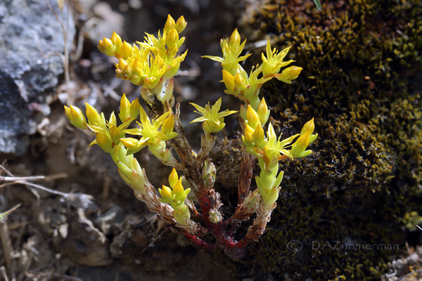 Crassulaceae
