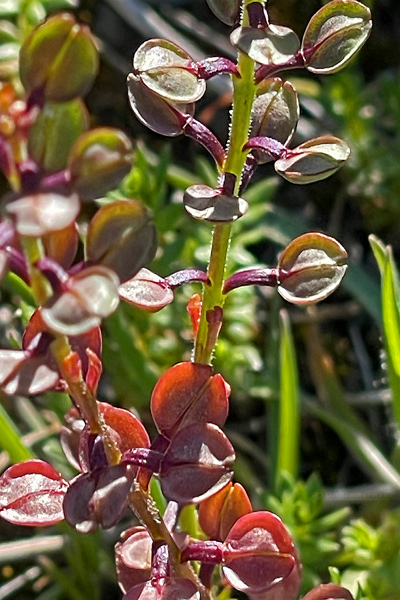Brassicaceae