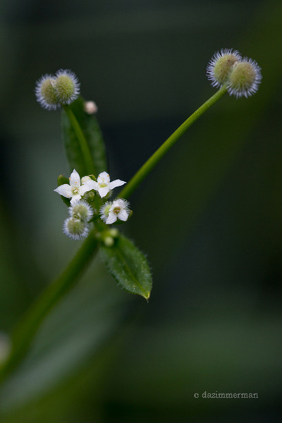 Rubiaceae