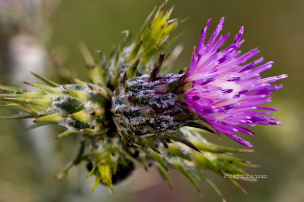 Asteraceae