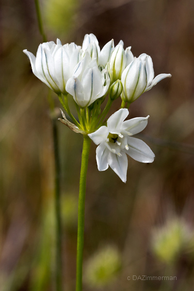 	Themidaceae