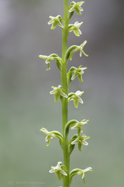 Orchidaceae