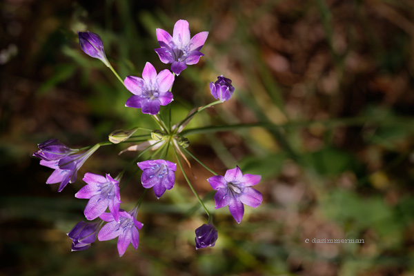 Themidaceae