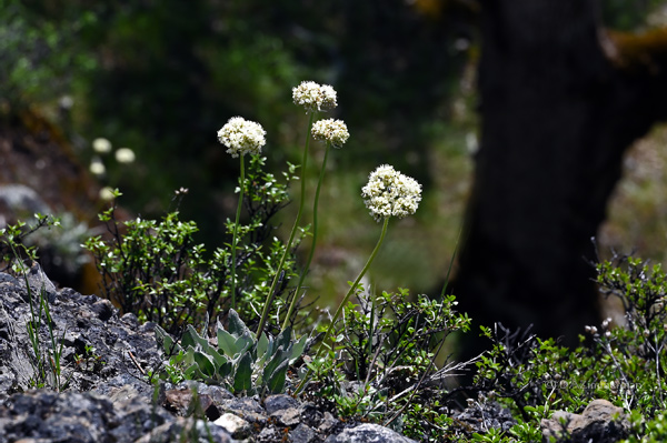 Polygonaceae