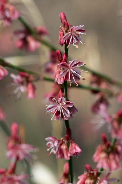 Polygonaceae