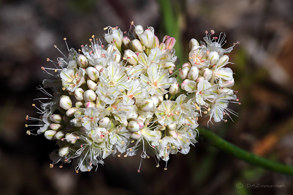 Polygonaceae