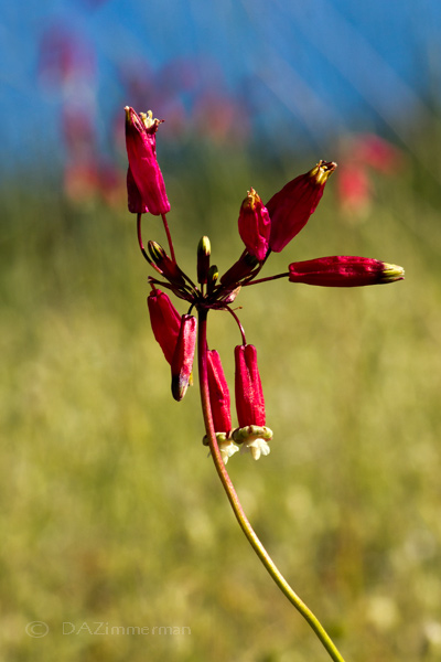 Liliaceae