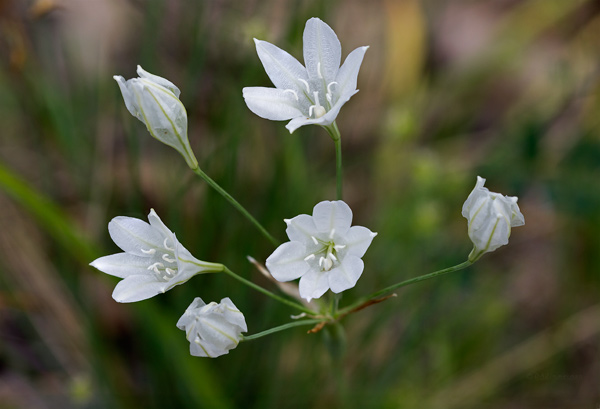 Themidaceae