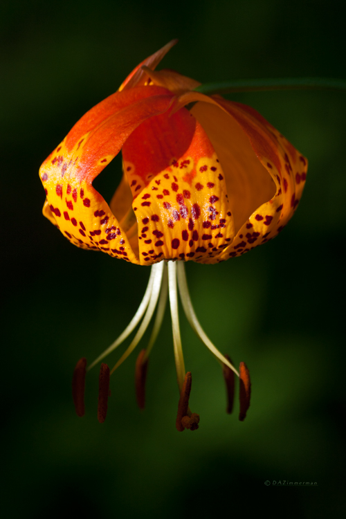 Liliaceae