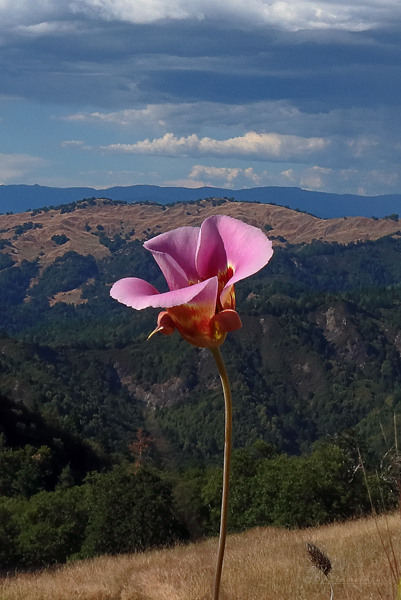 Liliaceae